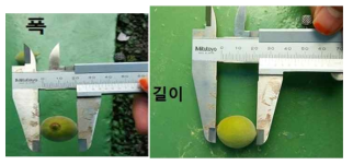 매실 크기 측정