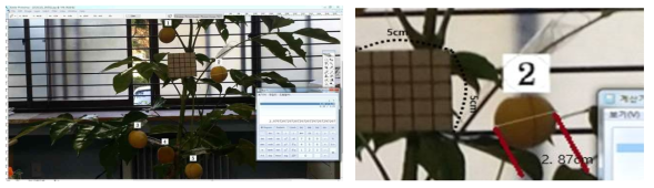 포토샵을 이용한 매실 크기 계산