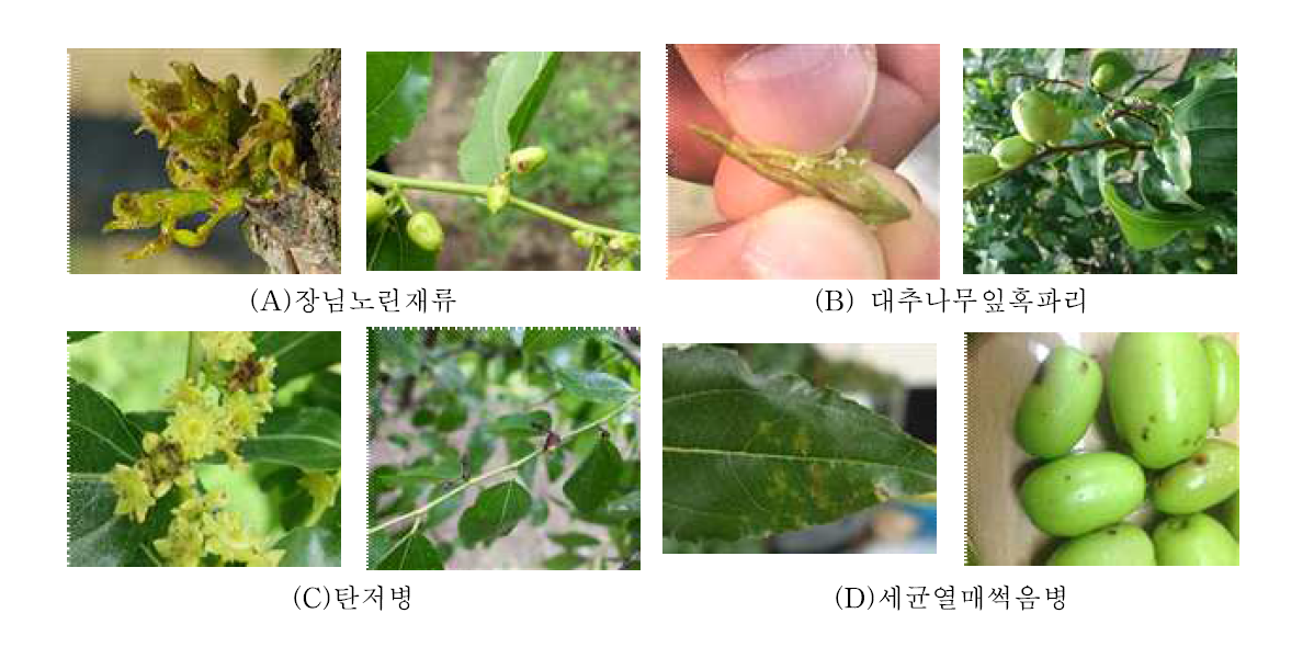 대추 주요 병해충의 피해 증상