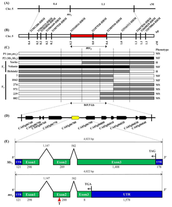 파프리카 ms1 유전자좌 주변의 고밀도 유전자지도(A와 B), F2 분리집단 및 상용품종에서 재조합체의 유전형과 표현형(C), 11개의 후보유전자(D), Ms1과 ms1에서 CA05g06780유전자의 비교(E)