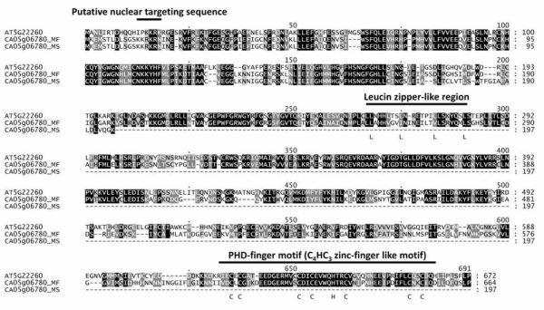 애기장대 At5g22260 단백질과 파프리카 Ms1과 ms1에서 CA05g06780 단백질의 아미노산 서열 비교