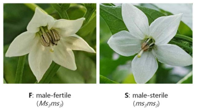 가임(MF, male-fertile)인 꽃(좌)과 불임(MS, male-sterile)인 꽃(우)의 표현형