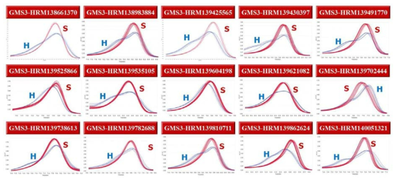 고추 ms3 유전자좌에 완전 연관된 HRM 분자표지의 melting curve