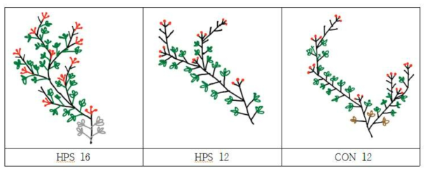 Plant architecture of strawberry ‘Seolhyang’ grown under high pressor sodium lamps with 16 plants (HPS 16) and 12 plants per meter of bed compared control with 12 plants without HPS(CON 12) or grown peat based substrates (PH6). Measurement was 130 days after planitng on 16 January, 2018