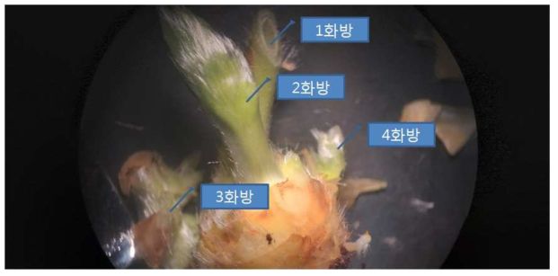 Flower differentiation stage and number of clusters on a crown of strawberry, ‘Seolhyang’ plant planting 22 July, 2018 and observed on 10 November, 2018. A runner without root planted on the production bed with coco-substrate and overhead watering and after rooted runner supplied nutrient with EC 0.8-1.2dS/m