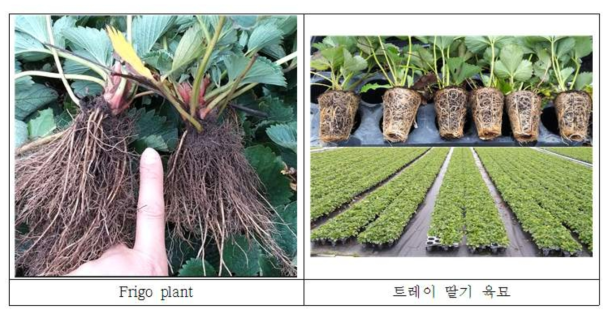 Frigo plant and 트레이 딸기 육묘 (2018.10월 네덜란드)