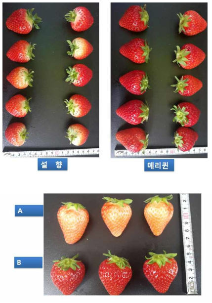딸기 신품종 메리퀸과 설향 품종의 과실모양 비교