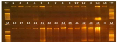 Cercospora 점무늬병 균주 rDNA 추출