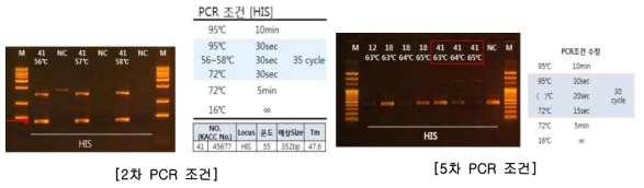 Cercospora HIS(Histon H3) 유전자 증폭 조건