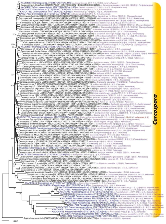 Cercospora속의 phylogenetic tree, barcoding