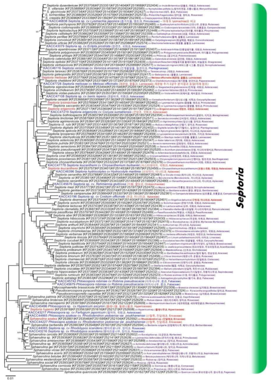 Septoria 점무늬병 Phylogenetic tree, barcoding