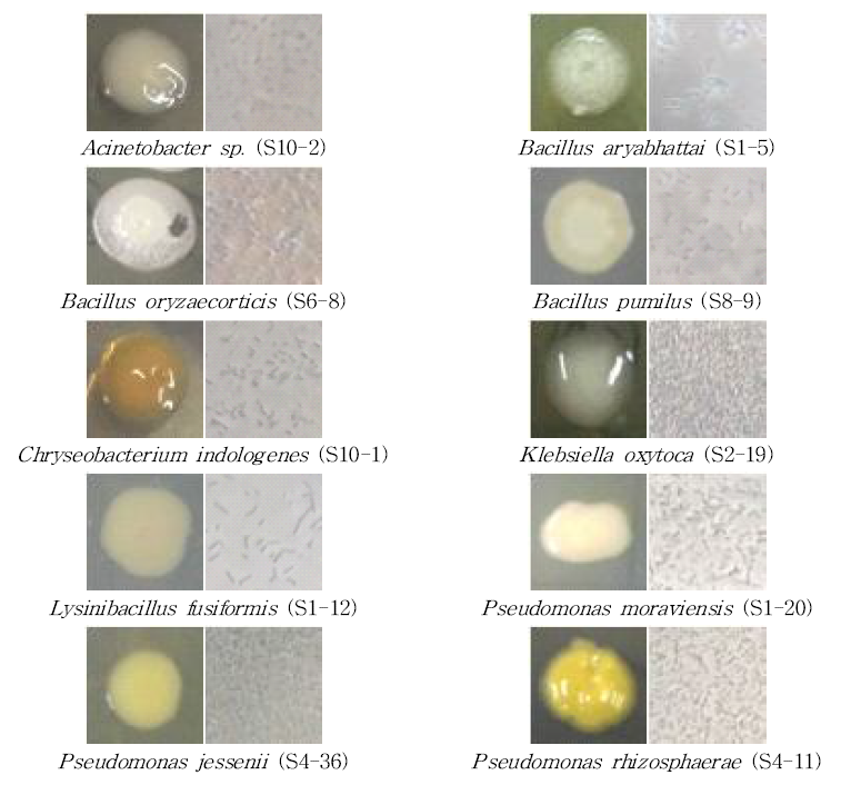 Colony images and microphotograph of microorganisms isolated from soil