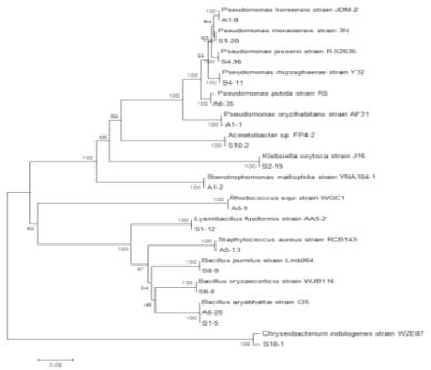 Phylogenetic tree of bacteria isolated from apple and soil based on 18S rDNA sequences