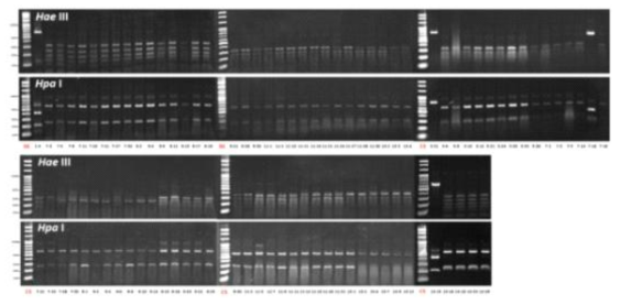 PCR-RFLP of ITS I-5.8S rDNA-ITS II fragments amplified from 85 yeasts isolated from natural fermentation of apple