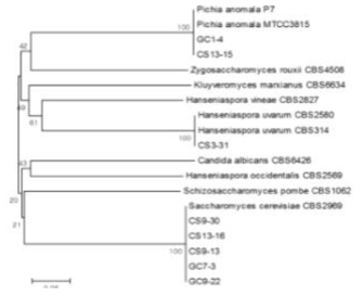 Phylogenetic tree of yeasts isolated from natural fermentation of apple based on ITS I-5.8S rDNA-ITS II sequences
