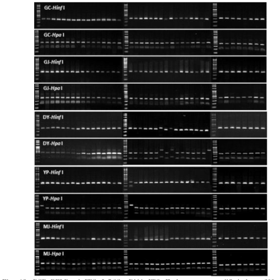 PCR-RFLP of ITS I-5.8S rDNA-ITS II fragments amplified from 200 yeasts isolated from aronia cultivated in different regions. GC; GoChang aronia, GJ; GangJin aronia, DY; DanYang aronia, YP; YangPyeong aronia, MJ; MuJu aronia