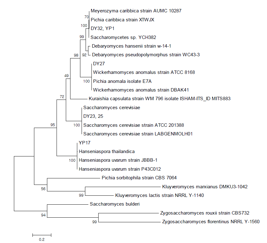 Phylogenetic tree of yeasts isolated from aronia cultivated in different regions based on ITS I-5.8S rDNA-ITS II sequences