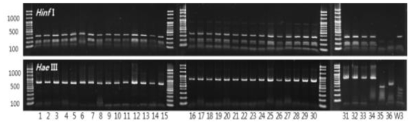 PCR-RFLP of ITS I-5.8S rDNA-ITS II fragments amplified from 36 yeasts isolated from Muscat Bailey A grape