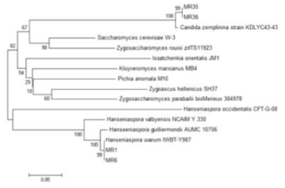 Phylogenetic tree of yeasts isolated from Muscat Bailey A grape based on ITS I-5.8S rDNA-ITS II sequences