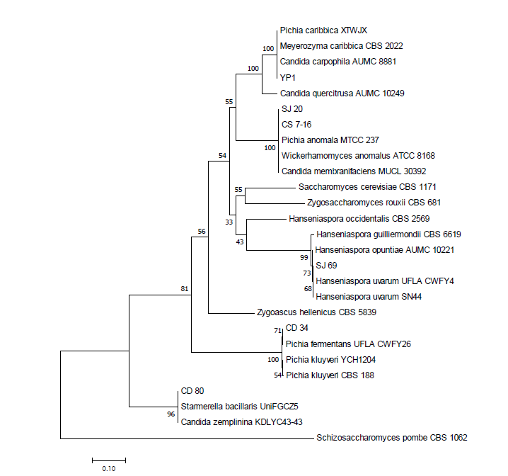 Phylogenetic tree showing relationship between isolated yeasts and related species of SJ20, SJ69, YP1, CD34, CD80 and CS7-16