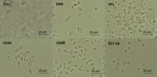 Images of cell morphologies of six types of selected yeasts isolated from persimmon, apple and aronia. SJ20; Pichia anomala SJ20, SJ69; Hanseniaspora uvarum SJ69, YP1; P. caribbica YP1, CD34; P. kluyveri CD34, CD80; Candida zemplinina CD80, CS7-16; P. anomala CS7-16