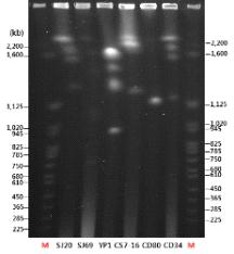 Electrophoretic karyotypes analysis of six types of selected yeasts isolated from persimmon, apple and aronia. Lane M, Saccharomyces cerevisiae YNN2951 used as a size marker; SJ20, Pichia anomala SJ20; SJ69, Hanseniaspora uvarum SJ69; YP1, P. caribbica YP1; CS7-16, P. anomala CS7-16; CD80, Candida zemplinina CD80; CD34, P. kluyveri CD34