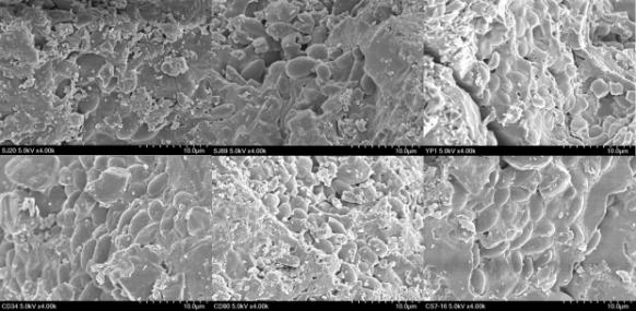 Images of air-blast dried yeast cells observed by a scanning electron microscope (SEM) at × 4,000 magnification. All samples were prepared by optimal protectant and rehydration solution conditions revealed by present study. SJ20; Pichia anomala SJ20, SJ69; Hanseniaspora uvarum SJ69, YP1; P. caribbica YP1, CS7-16; P. anomala CS7-16, CD80; Candida zemplinina CD80, CD34; P. kluyveri CD34