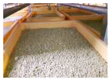 Industrial fermentation product of koji seed