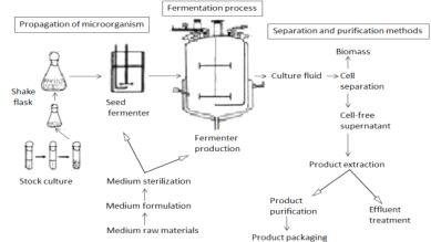 Middle-scale fermentation process of yeast culture