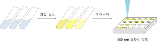 효소활성 측정법(α-amylase, glucoamylase)