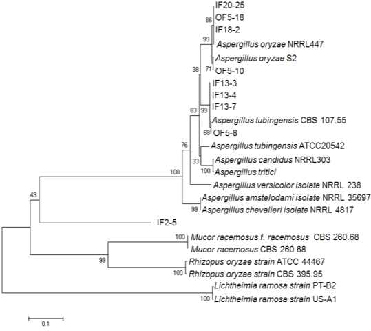 누룩에서 분리된 곰팡이 5.8S rRNA gene의 phylogenetic tree