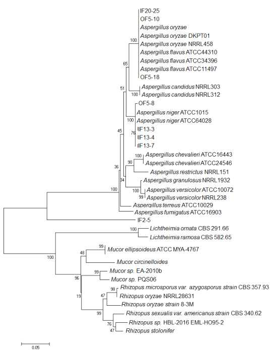 누룩에서 분리된 곰팡이 26S rRNA gene의 phylogenetic tree