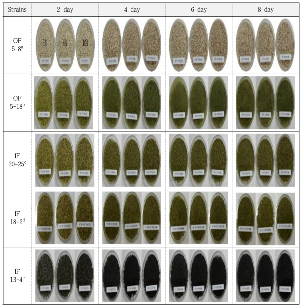 The changes of morphological for solid starter by fermentation time from the concentration of liquid starter Symbols : a ; A. turbingensis, b ; A. oryzae, c ; A. oryzae, d ; A. oryzae, e ; A. niger