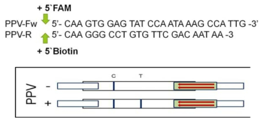 LFD법 적용을 위해 FAM, Biotin을 말단에 labelling한 PPV 진단용 RT-PCR 프라이머 세트 및 예상 결과