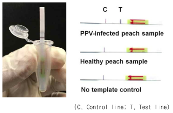 Stick dipping을 통한 LFA 진단 과정 및 샘플에 따른 실제 실험 결과