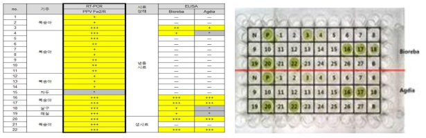 항혈청을 이용한 PPV 진단법결과 및 RT-PCR 결과 비교