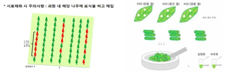 시료 채집 모식도 및 핵산 추출 부위