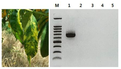 황화모자이크 증상이 나타나는 복숭아 잎에서 5종의 핵과류 바이러스 특이적 프라이 머를 이용한 RT-PCR 결과. M : Marker, 1. Apple chlorotic leafspot virus (ACLSV), 2. Apple mosaic virus (ApMV), 3. Plum dwaf virus (PDV), 4. Prunus necrotic ringspot virus (PNRSV), 5. Plum pox virus (PPV)