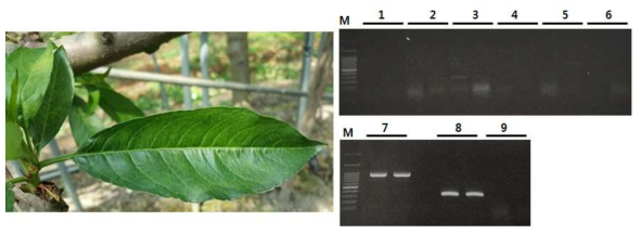 약한 모자이크 증상이 나타나는 자두 잎에서 9종의 핵과류 바이러스 특이적 프라이머를 이용한 RT-PCR 결과. M : Marker, 1. Apple chlorotic leafspot virus (ACLSV), 2. Apple mosaic virus (ApMV), 3. Plum dwaf virus (PDV), 4. Plum pox virus (PPV), 5. Prunus necrotic ringspot virus (PNRSV), 6. Peach latent mosaic viroid (PLMVd), 7-8. Cherry virus A (CVA), 2 종 프라이머(CVA09, CVA04), 9. Hop stunt viroid (HSVd)