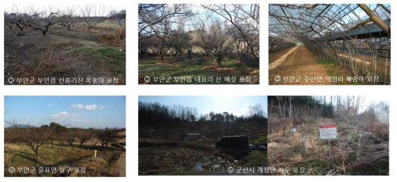 2017년 자두곰보병 발생 포장 확인 및 시료 채집 (2018년 조사)