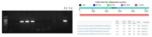 자두곰보바이러스(PPV)의 RT-PCR 진단(좌) 및 염기서열 분석(우)