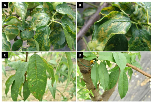 Plum pox virus에 감염된 시료에서 보이는 다양한 병징. A, B: 매실에서 보이는 ringspot 및 leaf roll; C, D: 복숭아에서 보이는 mottle mosaic