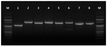 Plum pox virus의 전체염기서열을 분석하기 위해 설계한 프라이머의 반응확인