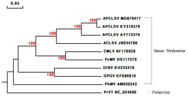 APCLSV의 전체 게놈 서열 비교 및 계통수 분