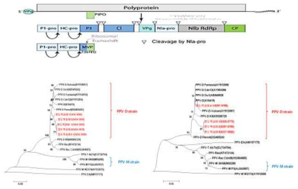 자두곰보바이러스 염기서열 계통분석