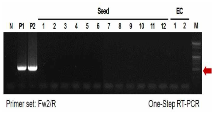 복숭아 대목 종자로부터의 PPV 감염 여부 진단 결과 (M, 100bp DNA ladder; N, No template control; P1, 포목조생 (A-1-44); P2, Dwarf peach No 5 (B-7-10-2); EC, Endocarp