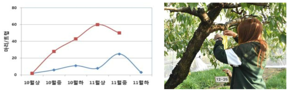 황색 끈끈이트랩(15×25cm)에 의한 진딧물류 유살