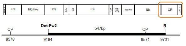 PPV 특이 프라이머로 자체 제작된 PPV-Det-Fw2/ R의 증폭 염기서열 위치