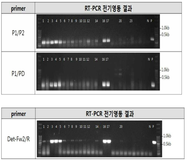 프라이머별 자두곰보바이러스 RT-PCR 후 전기영동 결과