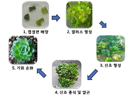 에케베리아 대량증식 과정